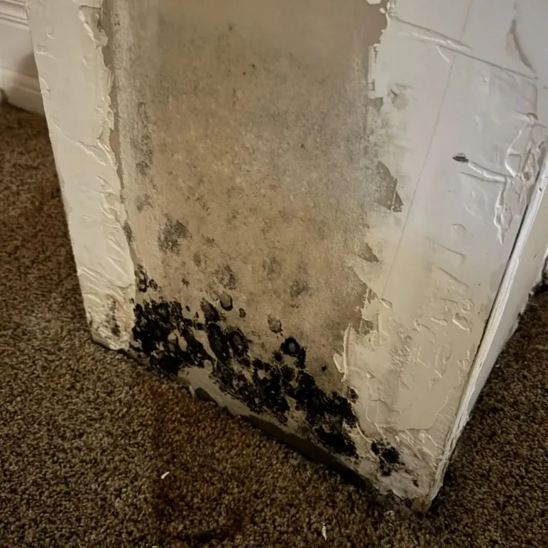 Professional Mold Removal in Natrona County, WY